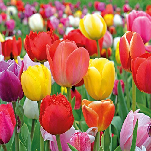 80 Tulip Bulbs Value Majestic Mix - Garden Plant Hardy Bulb Flowering Garden Plants Easy to Grow Your Own by Thompson and Morgan