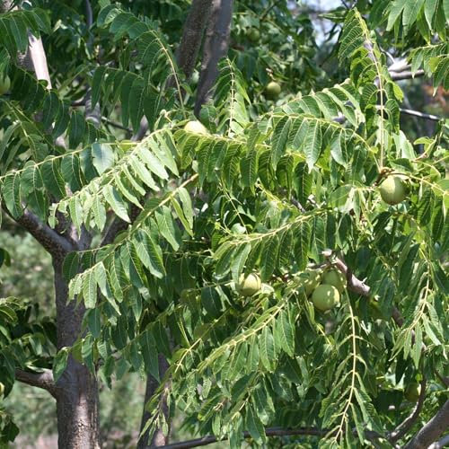 Pianta vera di Noce nero