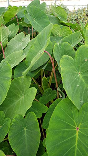 Colocasia esculenta 'Pink China' / Oreille d'éléphant à tige rose/Conteneur de 2 à 2.9 litres