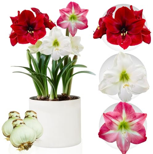Collection de bulbes d'Amaryllis, 3 bulbes de fleurs en grand format 26/28, mélange exclusif de plantes et fleurs de Hollande, véritables hippeastrum (no graines, sans cire et non artificiel)