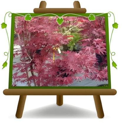 EURO PLANTS VIVAI Arce Palmatum FG1 Arbusto – Planta ornamental en maceta de 26 cm – Altura 100-130 cm