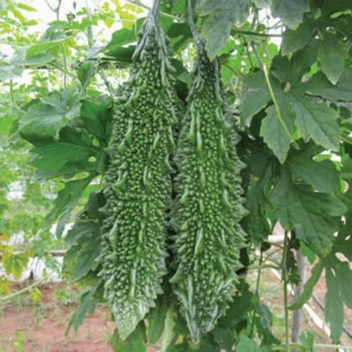 Indian/Asian/Bangladeshi Hybrid Vegetable Seeds/বাংলাদেশী উচ্চফলনশীল হাইব্রিড জাতের বীজ/High Yield Seeds (Karela 5 Seeds)