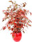 POWERS TO FLOWERS - FICUS BENJAMIN COLOR LIFE ROSSO, IN VASO CERAMICA ROSSO SFERICO, pianta vera!!!