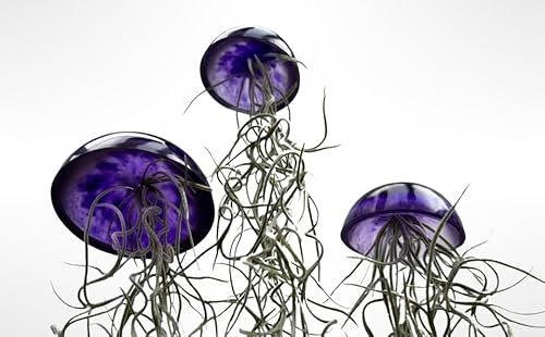 Juego de tres plantas de aire de medusas de cristal púrpura epoxi tillandsia plantas aéreas.