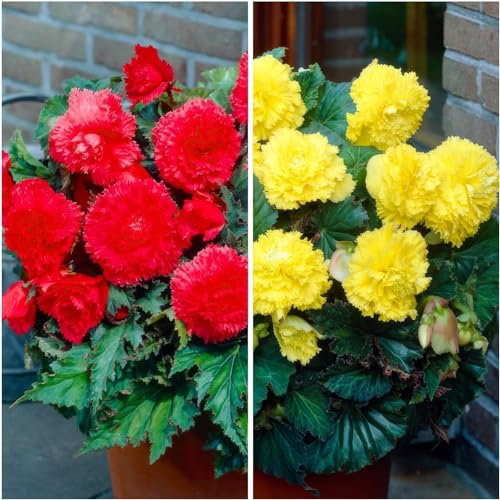 Collection de cascades de bégonias jaunes et rouges, mélange de 5 tubercules de bégonias de Hollande, de vrais grands bégonias (sans graines et non artificiels), vivaces pour pots et balcons.