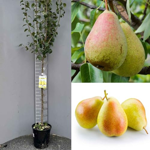 SAVINI VIVAI Pianta di Pero Coscia Piante da Frutto Albero di Pera in vaso 22-24 cm 2-3 Anni Altezza 130-150 cm Made in Italy