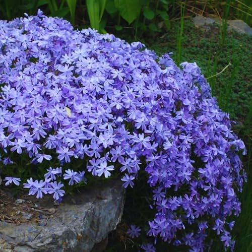 Purple Phlox Live Plant, Creeping Phlox Perennial, Blue-Purple Lavender Creeping Phlox, 4 to 6 Inc Starter Plant and Well Rooted