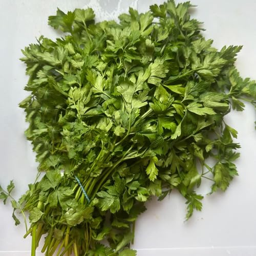 semi di prezzemolo perenne biologico, resistenti prezzemolo biologico di selvatiche, 400pcs