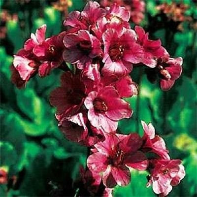Bergenia Codirosso 25 hal