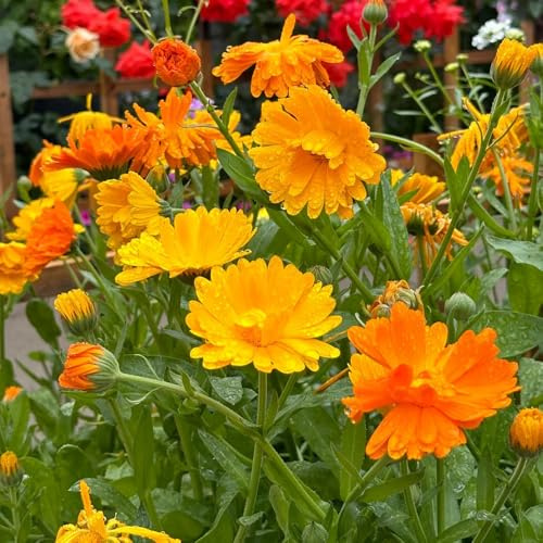 semi di calendula perenni resistenti decorazione giardino balcone 100pcs