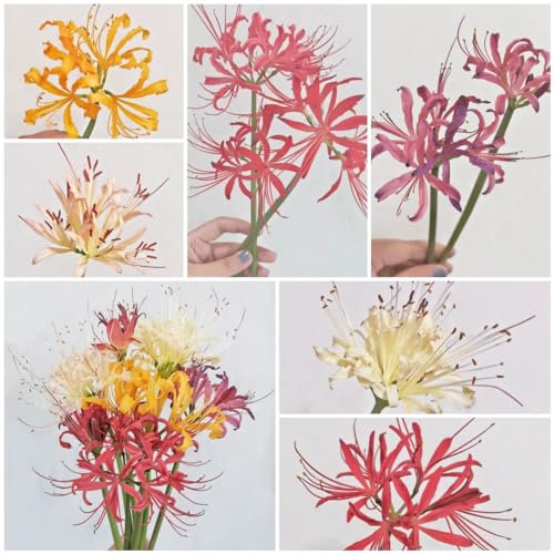 6 unidades de cebolla lycoris radiata, lirio de araña, cebollas, flores de primavera, cebollas, plantas en maceta, plantas de lirio de araña, flores de jardín, flores de jardín, flores perennes,