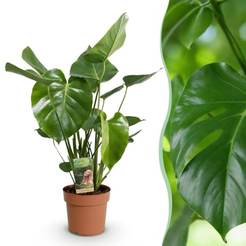 Green boutiQ - Zimmerpflanzen - Monstera Deliciosa - Fensterblatt - Wenig Pflege - Grün - 1 Pflanze - Topf 21cm - Höhe 70-80cm