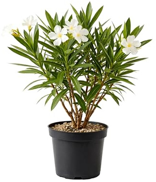 Myoshome - Adelfa Nerium Oleander Planta Natural en Maceta Flor Blanca, Arbusto Ornamental Exterior Resistente al Sol para Jardín Terraza Balcón Planta Viva Fácil Cuidado. Adelfa (Blanco)