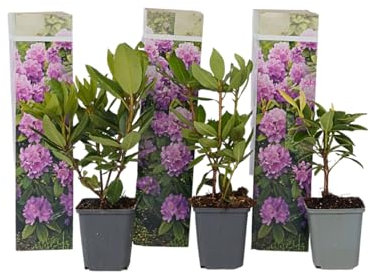 Plant in a Box - Rhododendrons Catawbiense Purple - Rhododendron Violet - Set of 3 - Pot 9cm - Hauteur 25-40cm