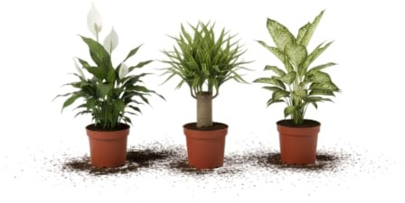 DECOALIVE Pack Trío Natural Espatifilo, Tronco Brasil y Dieffenbachia Plantas Naturales para Decoración Interior