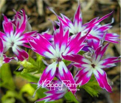 SEEDSOWN 2018 100 Pcs Phlox, Phlox Graines de Graines Bonsai Phlox 10 Couleurs Jardin Potted DIY