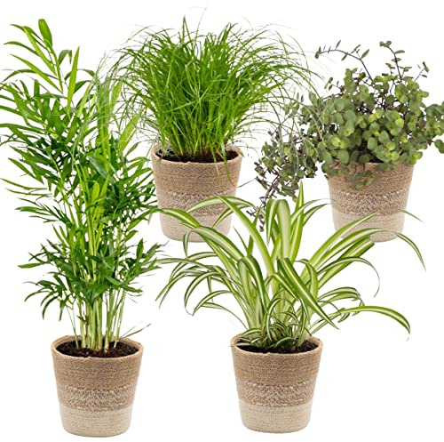 Bloomique - Mix di 4 - Amiche degli animali - Cyperus Zumula - Callisia - Chamaedorea - Chlorophytum - Piante da interno - Alte 20-40 cm - Cestino in juta 12 cm