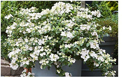 Hydrangea Runaway Bride - Garland Hydrangea - Plant in 2 L Pot