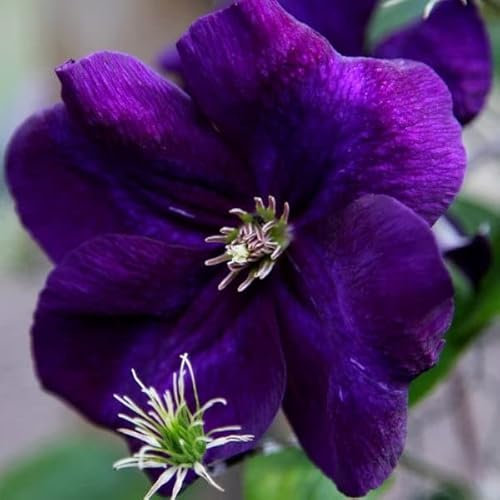 Plant Theory 60cm Cane Clematis Gipsy Queen Purple Flowering Vine Climbing Plant 3L Pot