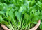 450 seeds, cinese Little Greens, Baby Bok Choy Pak Choi Vegetable Gardening Microgreens Seeds Cinese Cabbage Home Outdoor Garden Vegetable Seeds NO-GMO Heirloom Seeds