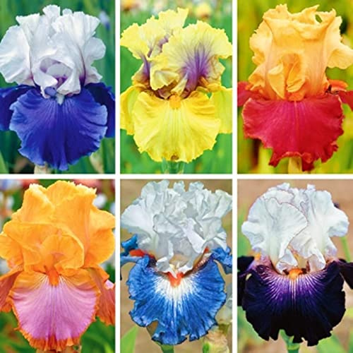 Naturales Bulbos, PlantacióN Principiante Resistente Al FríO, Germanica Bulbos, Iris Bulbos, Iris Reticulata, Cultivos De Colores Brillantes, 6bulbos-I