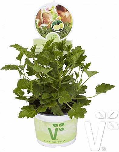Geranium Scented Grandeur Odorata Lemon® Supersize XXL Plug Plants Pack x3