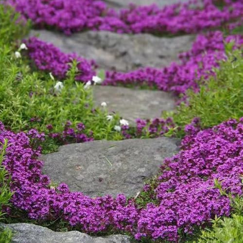 500 Pc Semillas Resistentes Que Cubren El Suelo De Tomillo Arenoso - Tomillo Rastrero - Semillas De Plantas, Plantas Para Lugares Soleados, Semillas Para Macizos De Flores Semillas