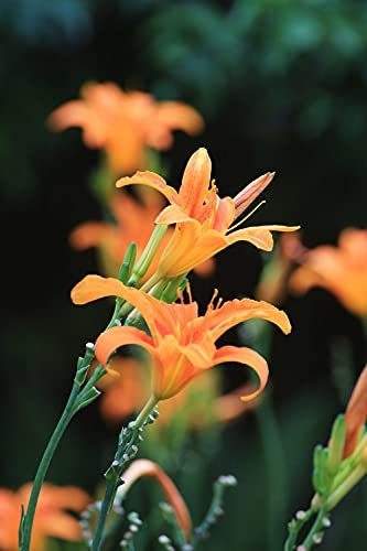 Hemerocallis,bulbi di Hemerocallis,Fiori facili da piantare,possono essere piantati in vaso o a terra