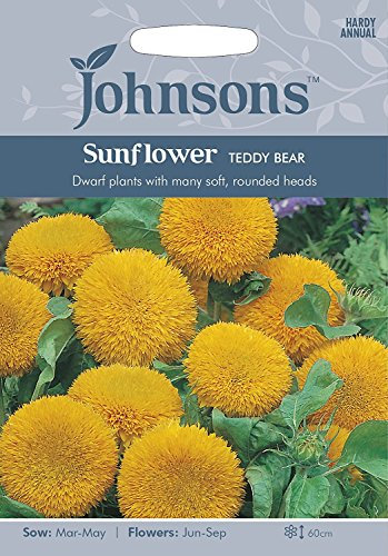 Johnsons Seeds Sunflower Teddy Bear Seeds