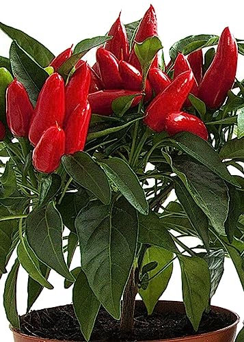 Planta de Chile Capsicum: la Joya Natural para Tu Cocina y Jardín