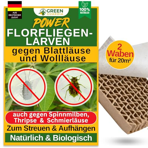 GREEN GUARDIA Potere larve di moscerini contro afidi e pidocchi - 2 nido d'ape per 20m² - Agente biologico per efficace lotta contro afidi/pidocchi di lana per piante d'appartamento e ornamentali UVM.