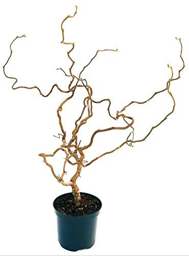 POWERS TO FLOWERS - NOCCIOLO CONTORTO, CORYLUS CONTORTA, ALTEZZA 100CM, pianta vera