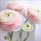 Pro-Art Glasbild Pink Flowers III, 20x20 cm