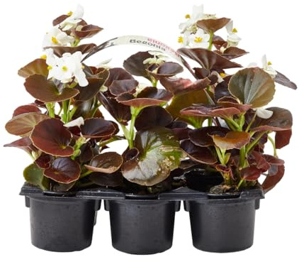 Verdecora Begonia Semperflorens Bandeja 6 uds | Planta de Flor Continua | Ideal para Jardín, Balcón o Maceta | Surtido de Colores Resistentes al Sol