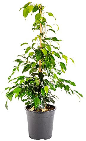 Bonplants Ficus Benjamin, Pianta Vera Sempreverde, Vaso 21 cm, h 105 cm (Vaso da Vivaio)