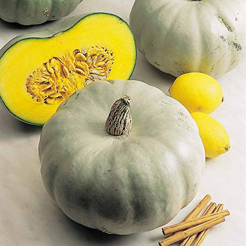 Suttons Squash Seeds - F1 Crown Prince, Squash Seeds, Vegetable Seeds, Cucurbita, 5 Seeds per Pack, Grow Your own, Ideal for Greenhouse, Garden and trellises