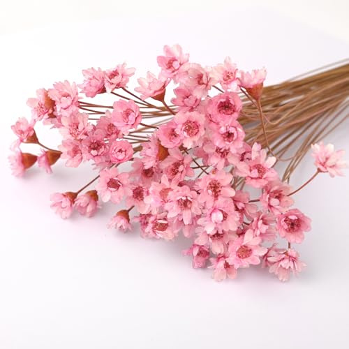 100 grenar små stjärnblommor, rosa brasilianska stjärnblommor för DIY-konst, resin, scrapbooking, smyckestillverkning, blomsterdekorationer