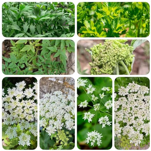 semi di levistico, resistente all'inverno, tappezzanti esotiche da giardino 1000pcs