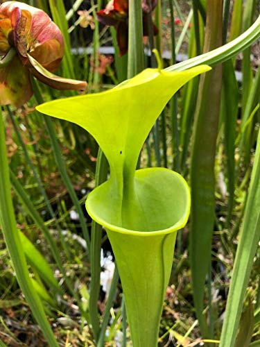 Live Carnivorous Plant Sarracenia Flava VAR. Maxima - W/Location Data - Bare Root Rhizome