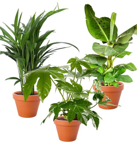 Set di 3 Piante, Pianta di Banana (50-60cm), Goldfrucht (45-55cm), Fatsia (55-70cm), Piante per Appartamento e Ufficio, Qualità del Professionista delle Piante, Spedizione Rapida delle Piante, Verde