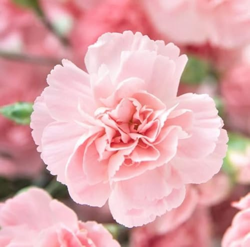 Carnation Flower Seeds for Planting, La France Pink (100 Seeds) - Easy to Grow Garden Flowers