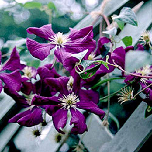 Clematis 'Etoile Violette'- Clématite 50-60 cm en conteneur
