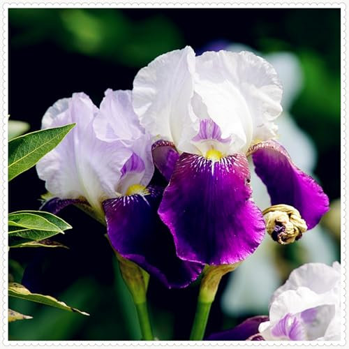 Excellent Display, Natural Organic, Wedding Flowers, Bearded Iris Bulbs, Cut Flowers, Iris Bulbs for Planting, Good for Containers-4 Bulbs-h