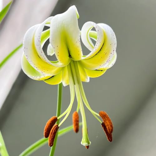 2 unidades de lirios para comprar cebollas, Lilium brownii, flores de primavera, plantas en maceta, lirios gigantes, lirios de árboles, resistentes al invierno, decoración de salón, plantas interiores