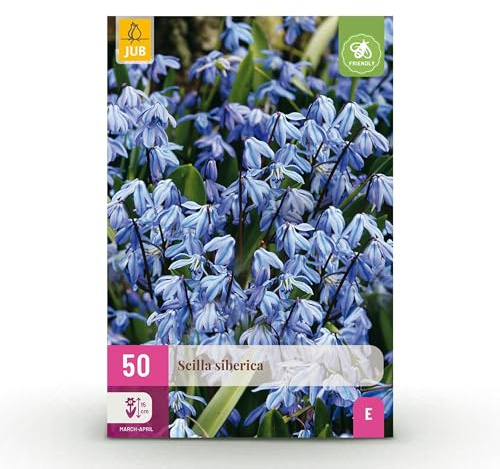 Blomsterlökar - Scilla Siberica - Lila - 50 plantor - Lökstorlek 7/8 - Trädgårdsväxt - Flerdeal