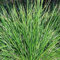 6er-Set Moor Blaugras - Sesleria Caerulea: Eine kühle blaue Oase für Ihren Garten im 9x9cm Topf.