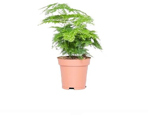 Helecho Espuma de Mar Asparagus Setaceus Planta Natural de Interior