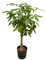 Trendyplants - Pachira Aquatica inklusive elho Greenville Rund schwarz - 160 cm - Ø30cm