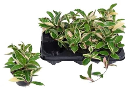 Hoya carnosa albomarginata Krimson Queen Trailing Easy Care House Plant in 8 cm Pot