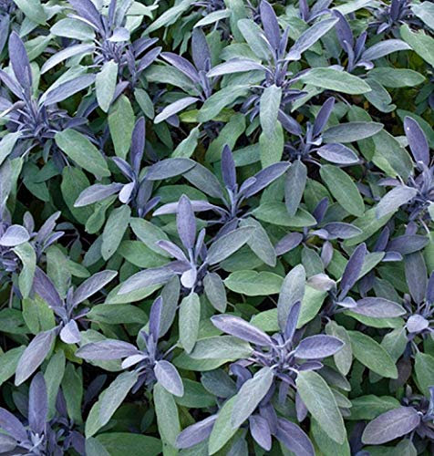 Sage Purple Salvia officinalis purpurascens herb Plant pollinators 9cm Pot